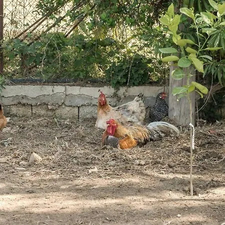 펜션 Gina's House